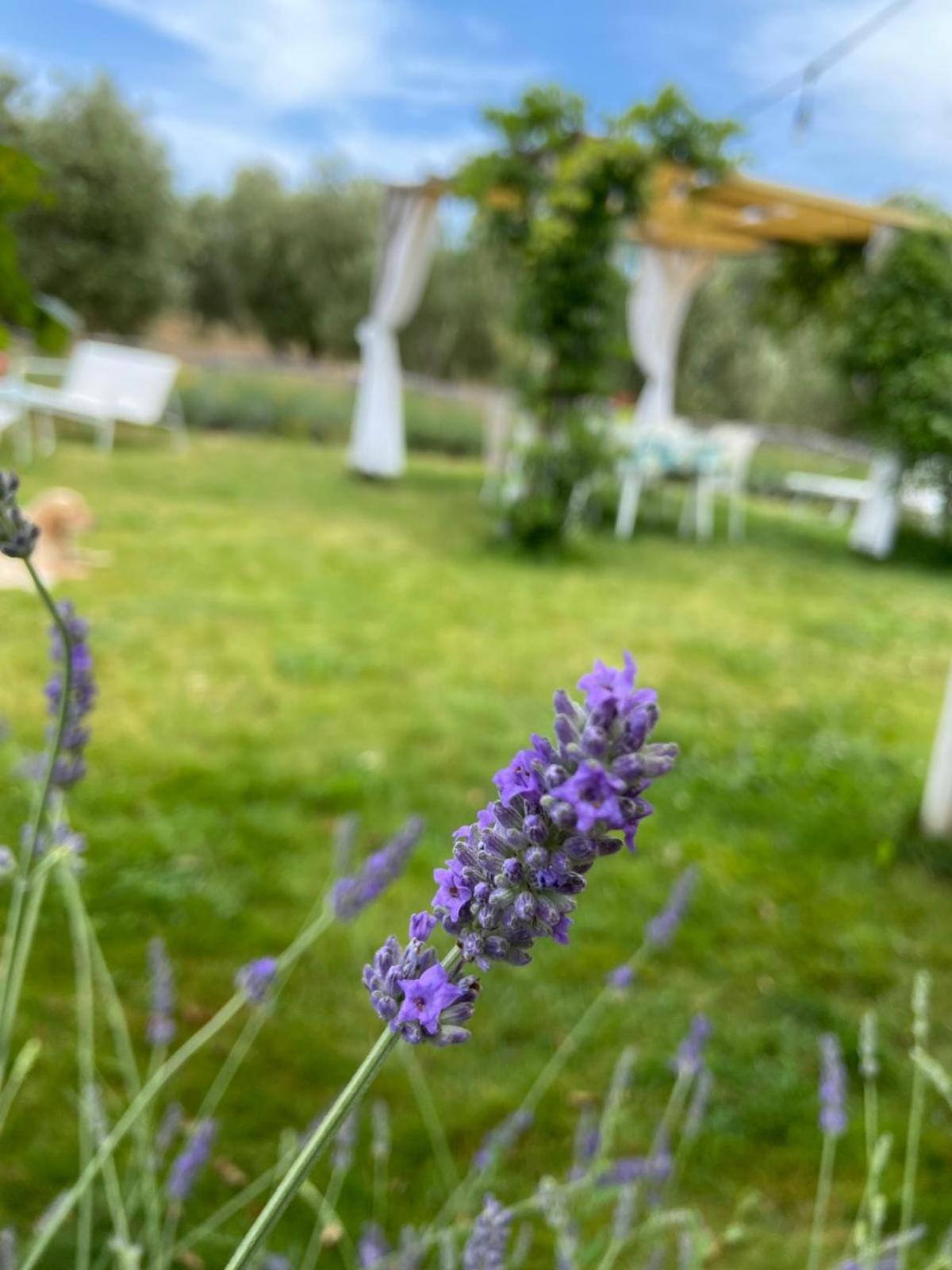 Tenuta Le Mandorlaie, Agriturismo In Scansano Exterior foto