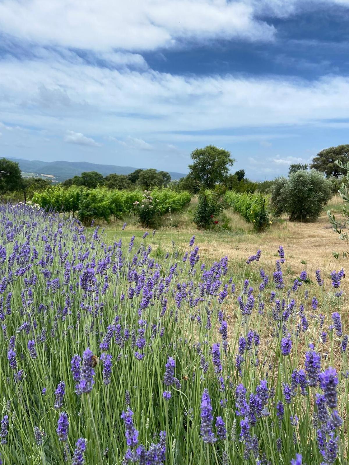 Tenuta Le Mandorlaie, Agriturismo In Scansano Exterior foto