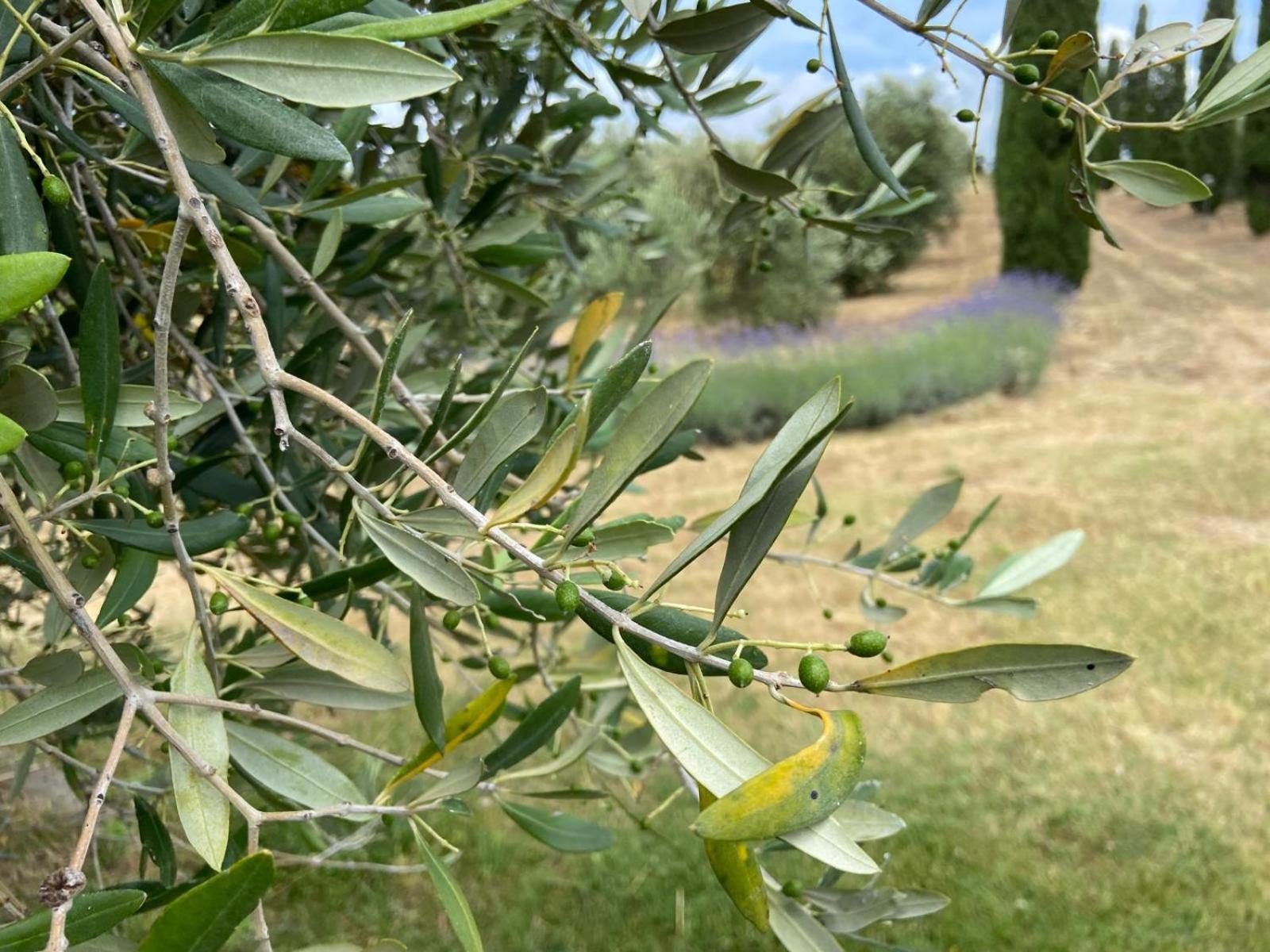 Tenuta Le Mandorlaie, Agriturismo In Scansano Exterior foto